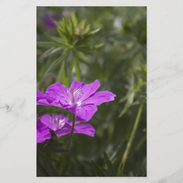 Lámina Hermosas flores de jardín morado (Anverso)