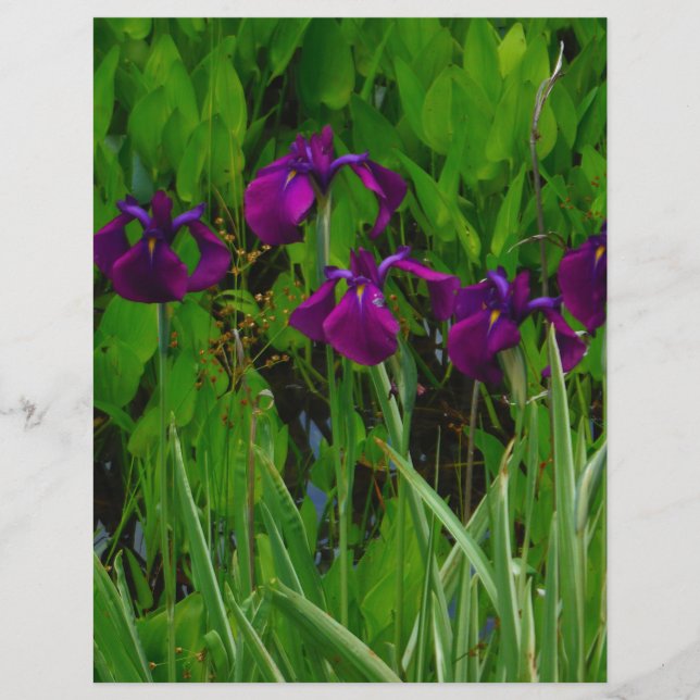 Lámina Hermoso Iris Morado (Anverso)