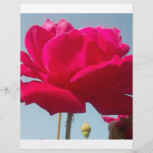 Lámina Hermoso Rosa Celestial Rojo Contra Azul