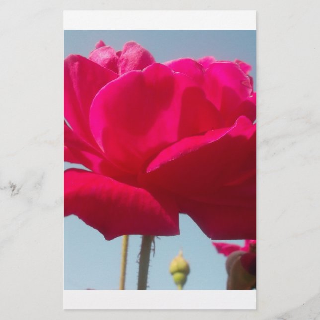 Lámina Hermoso Rosa Celestial Rojo Contra Azul (Anverso)