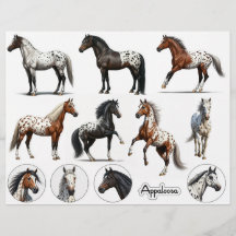 Hermosos Ilustraciones de caballos de Appaloosa