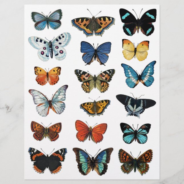 Lámina Hermosos Ilustraciones mariposa para el rafting (Anverso)