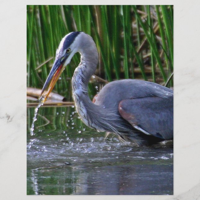 Lámina Heron Splash (Anverso)