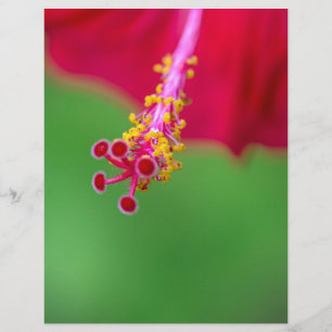 Lámina hibisco