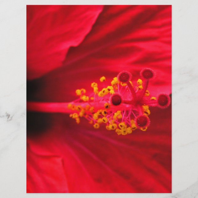 Lámina Hibisco (Anverso)