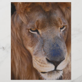 Lámina Historia de los leones en Sudáfrica