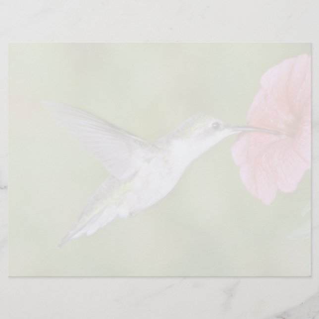 Lámina Hummingbird (hembra) con petunia Pi (Anverso)
