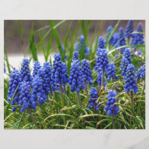 Lámina Hyacinth de uva