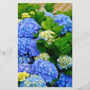 Lámina Hydrangeas