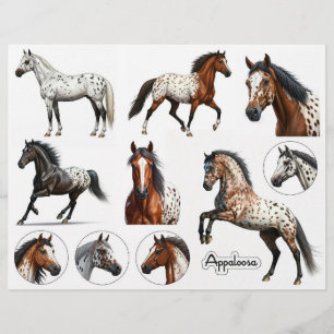 Lámina Ilustraciones Hermosas de Caballos Appaloosa