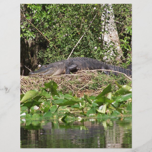 Lámina Imagen de zoom luv de Gator (Anverso)