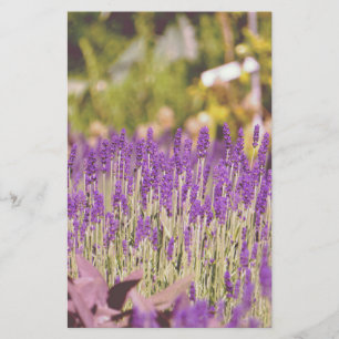 Lámina Impresión fotográfica del jardín de lavanda