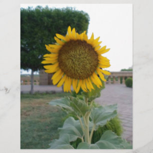 Lámina Impresión impresionante del arte del girasol