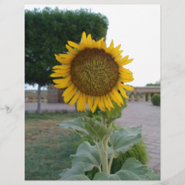 Lámina Impresión impresionante del arte del girasol (Anverso)