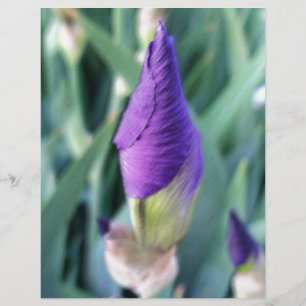 Lámina iris bud púrpura