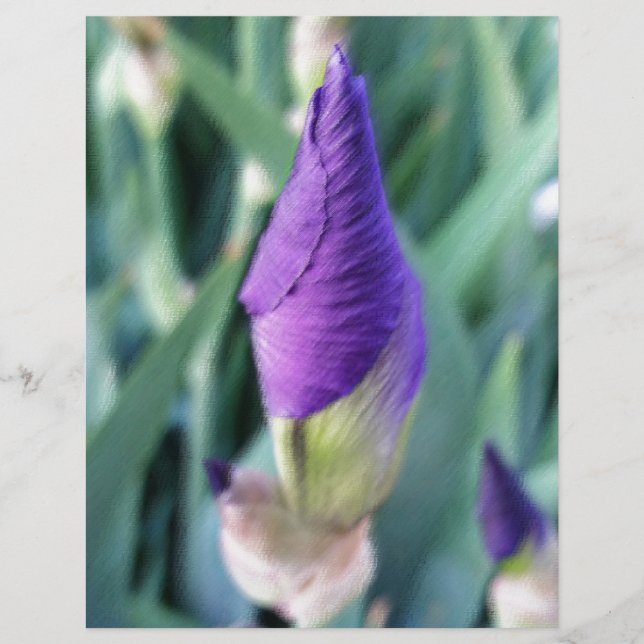 Lámina iris bud púrpura (Anverso)