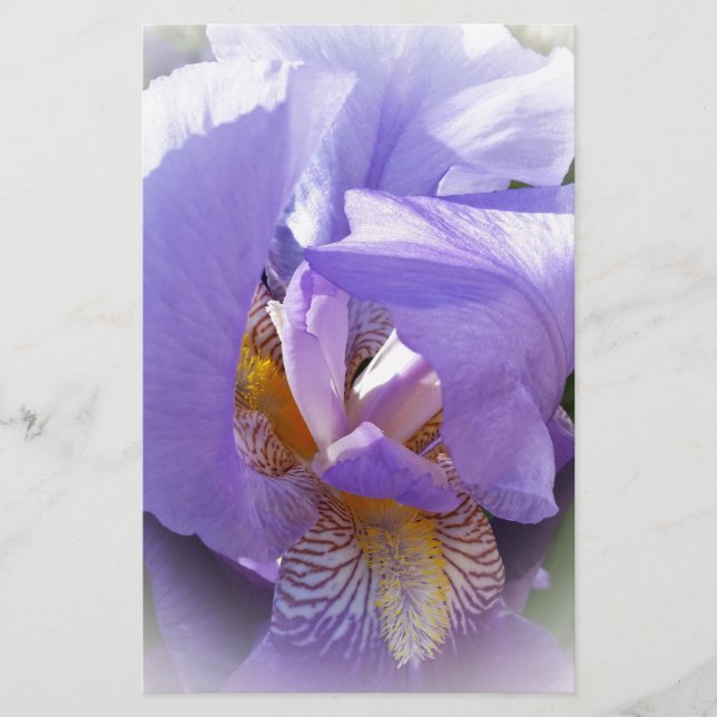 Lámina iris morado (Anverso)