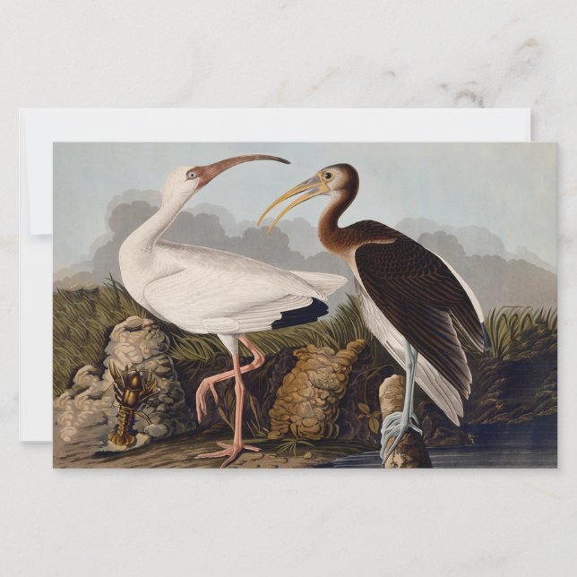 Lámina John James Audubon White Ibis Bird Print Classic (Anverso)