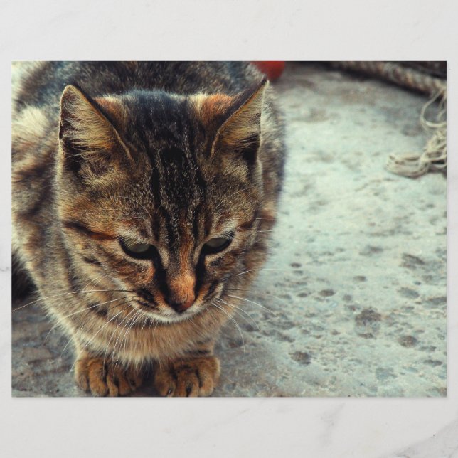 Lámina Kitty (Anverso)