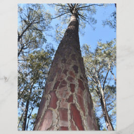 Lámina La Gerche Ponderosa Pine Paper