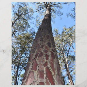 Lámina La Gerche Ponderosa Pine Paper