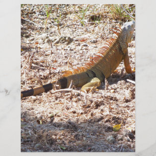 Lámina La iguana naranja caza