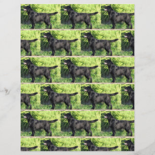 Lámina laboratorio negro récord