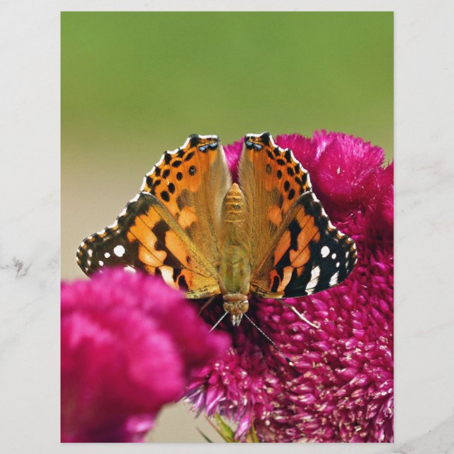 Lámina Lady Butterfly pintada (Anverso)