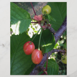 Lámina Las cerezas se ponen rojas