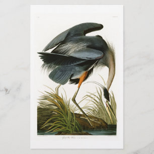 Lámina Las grandes aves de América de la garza azul John