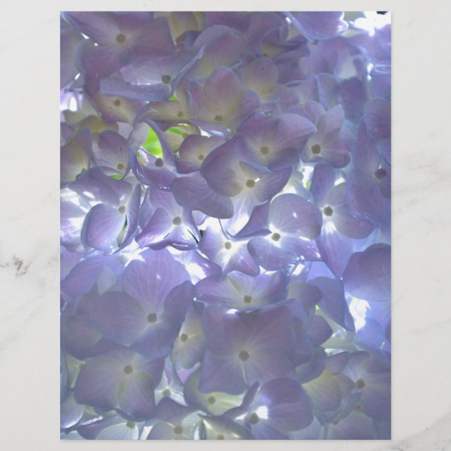 Lámina Lavender Hydrangeas flores púrpuras (Anverso)