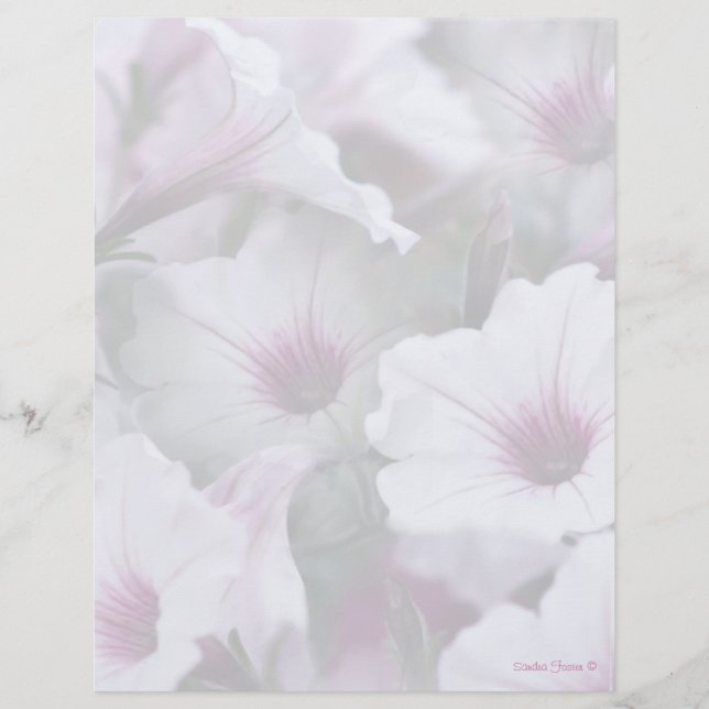 Lámina Letterhead Blanquecina Y Rosa De Petunias (Anverso)