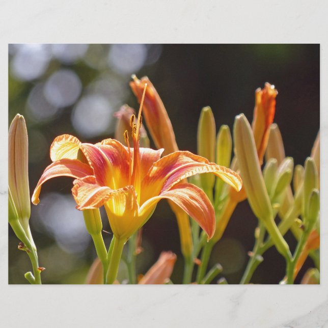 Lámina Lilies al sol (Anverso)