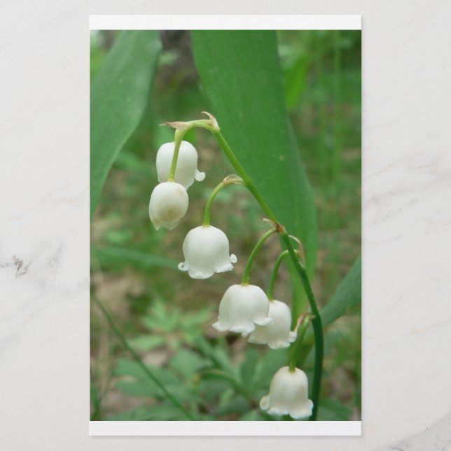 Lámina Lily-of-the-valley (Anverso)