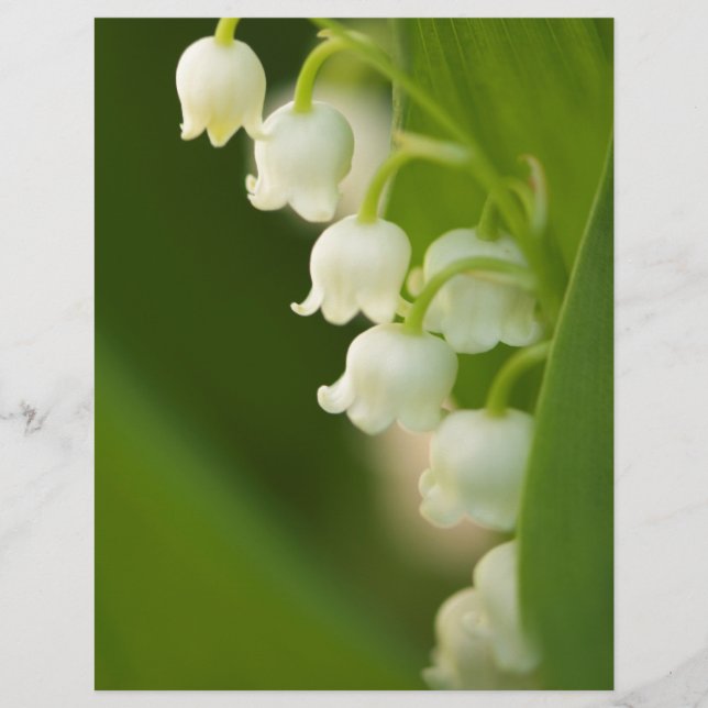 Lámina Lily of the Valley Flower (Anverso)