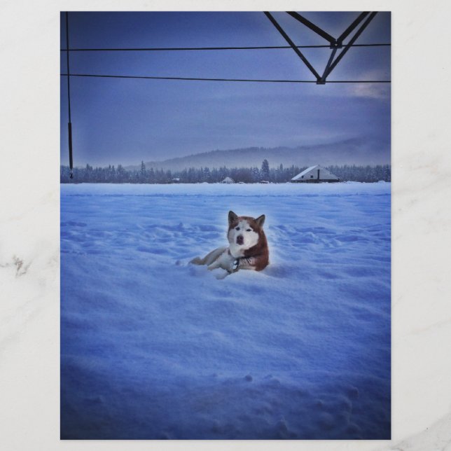 Lámina lindo perro en la nieve (Anverso)