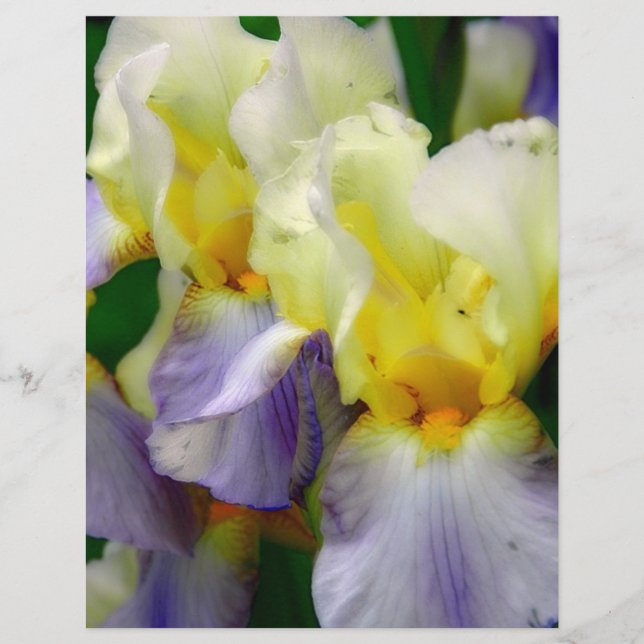 Lámina Lirio púrpura y amarillo (Anverso)