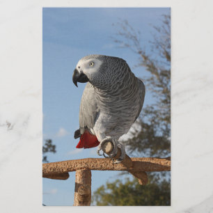 Lámina Loro gris africano impresionante