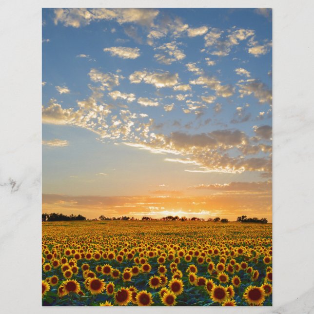 Lámina Los girasoles al atardecer (Anverso)