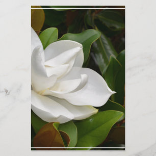 Lámina Magnolia blanca