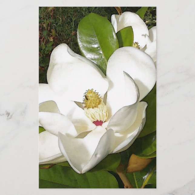 Lámina Magnolia Blossom (Anverso)