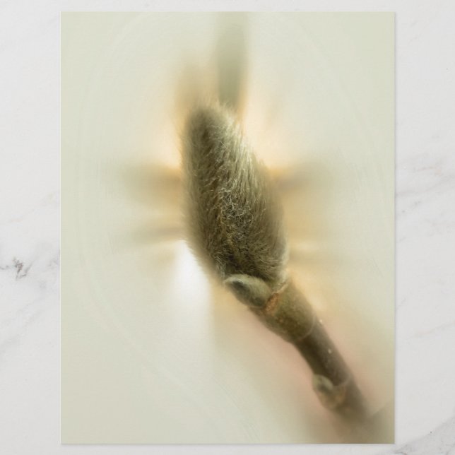 Lámina magnolia bud (Anverso)