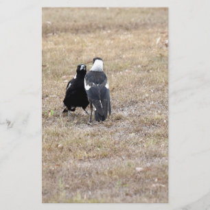 LÁMINA MAGPIES RURAL QUEENSLAND AUSTRALIA