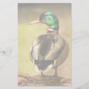 Lámina Mallard Duck