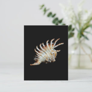 Lámina Mambeda Lambis Shell Spider