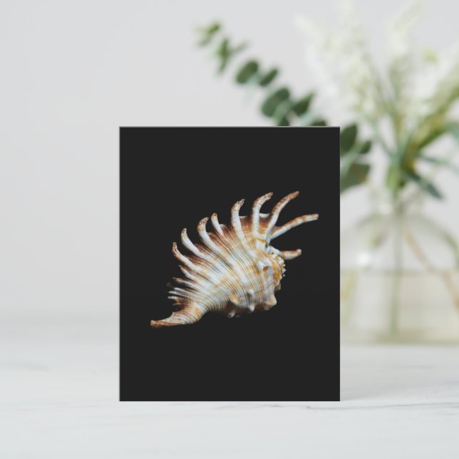 Lámina Mambeda Lambis Shell Spider (Anverso de pie)