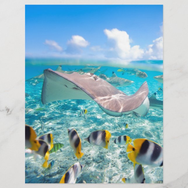 Lámina Manta Ray (Anverso)