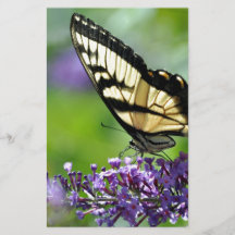 Mariposa amarilla y negra en lavanda