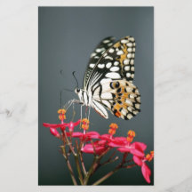 Mariposa blanca negra y amarilla sobre flores rosa