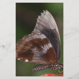 Lámina Mariposa blanca y marrón en flor roja